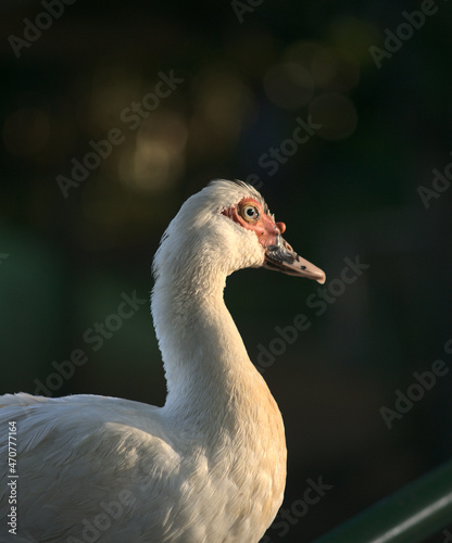 Muscovy duck close up 