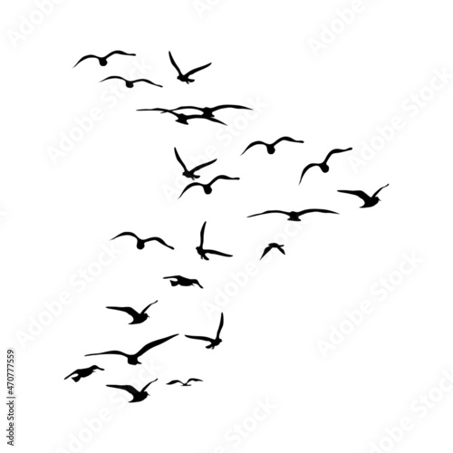 A silhouette of a flock of birds taking flight. The concept of freedom