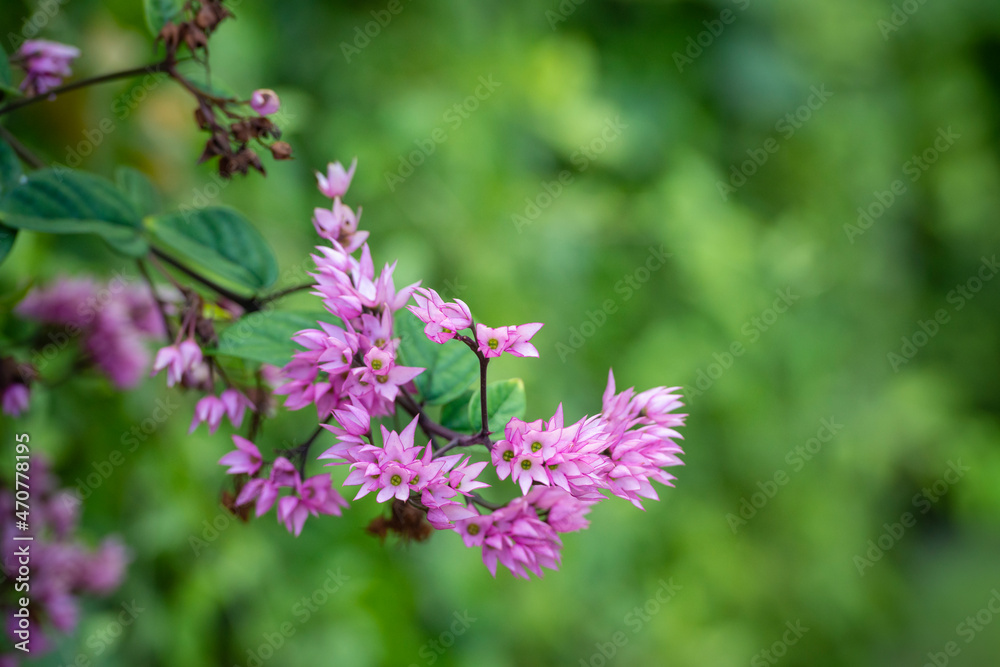 Tropical pink flowers in a garden on Bali island, Indonesia Tropical pink flowers in a garden on Bali island, Indonesia