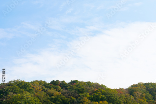 秋の空と木 © TATTU