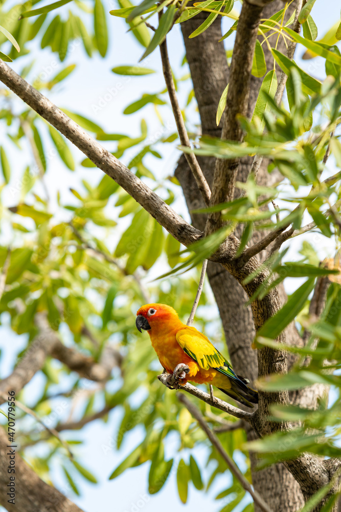 Rosy-faced lovebird perches on branch Rosy-faced lovebird perches on branch