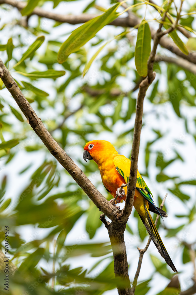 Obraz premium Rosy-faced lovebird perches on branch