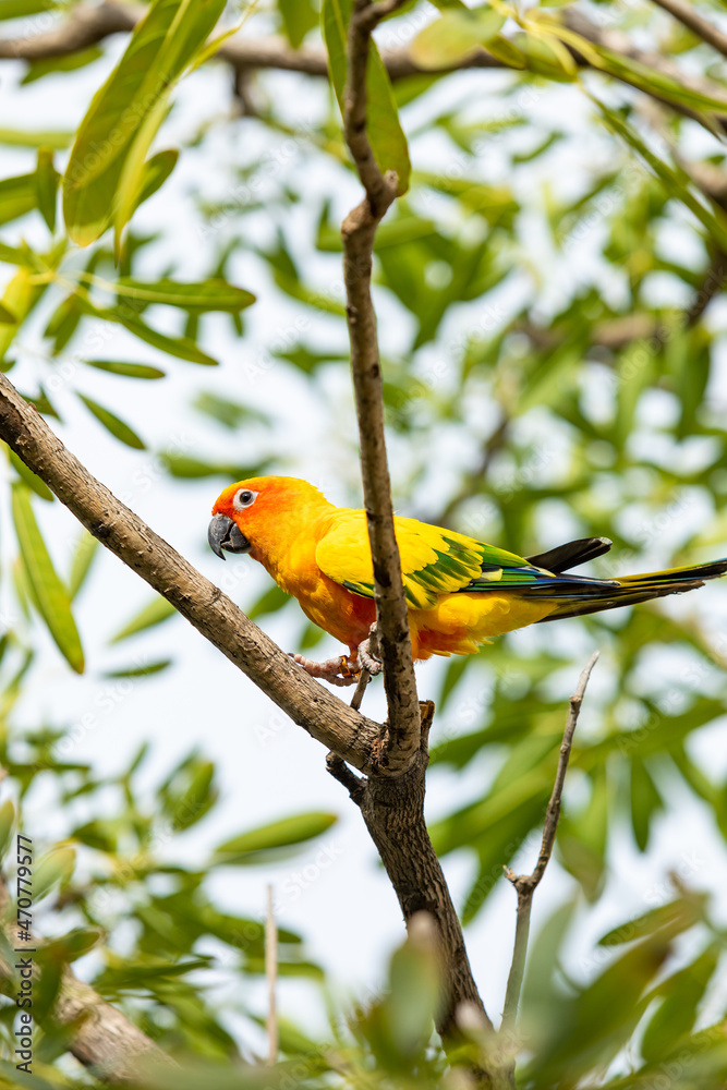 Obraz premium Rosy-faced lovebird perches on branch