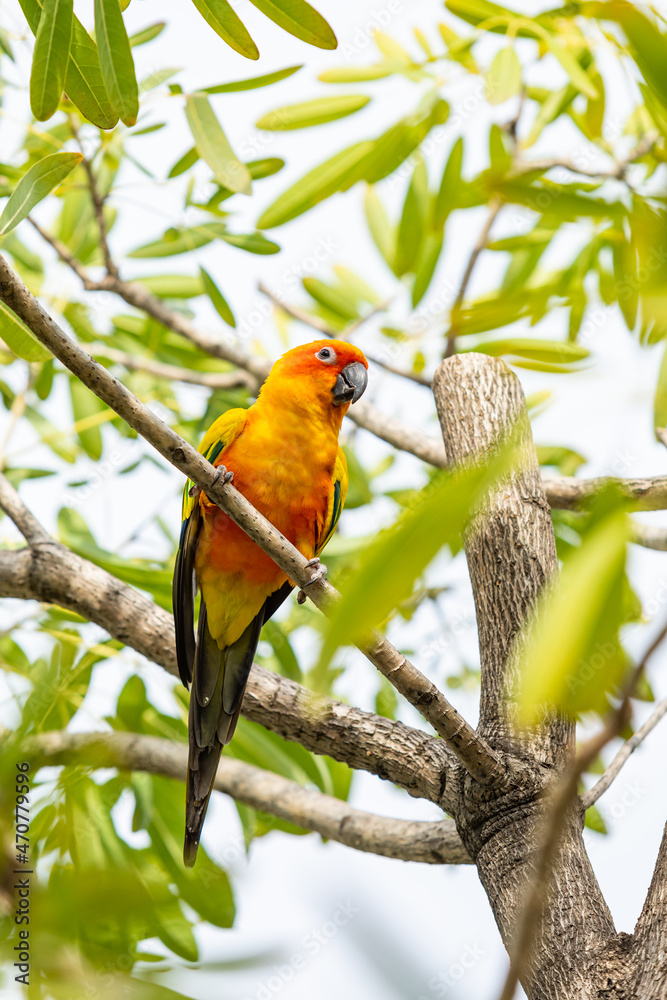 Rosy-faced lovebird perches on branch Rosy-faced lovebird perches on branch