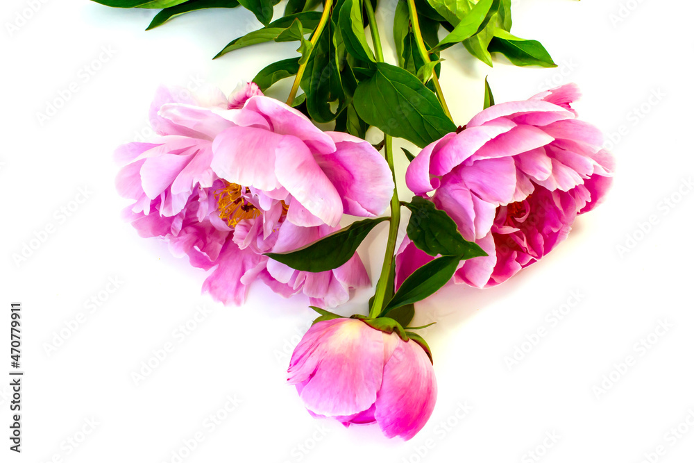 isolated on white background flowers peonies pink color