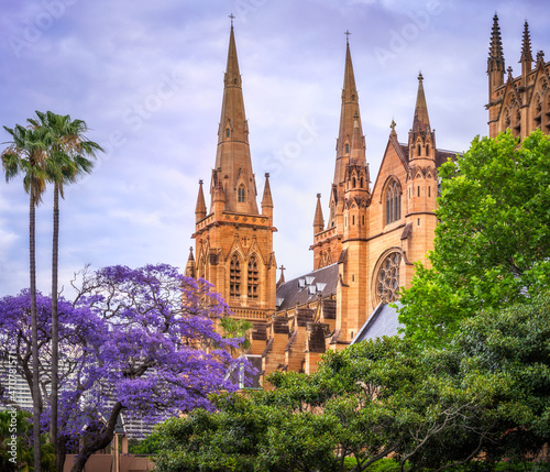 Beautiful view of Saint Mary's Gothic Revival architectural style Cathedral, in spring with a Jacaranda purple tree in bloom in the foreground in Sydney, Australia.