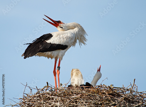 white stork in a nest