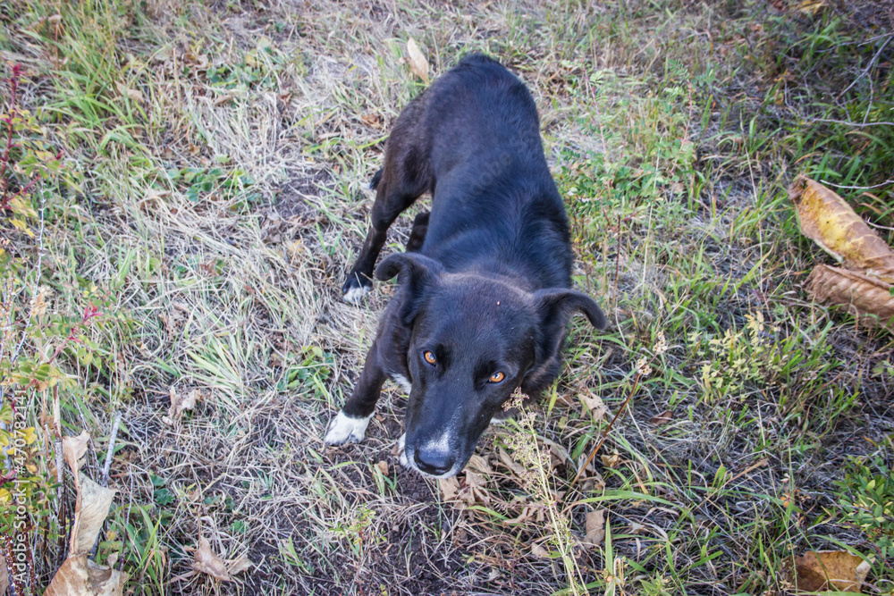 Black dog stands on the green grass Black dog stands on the green grass