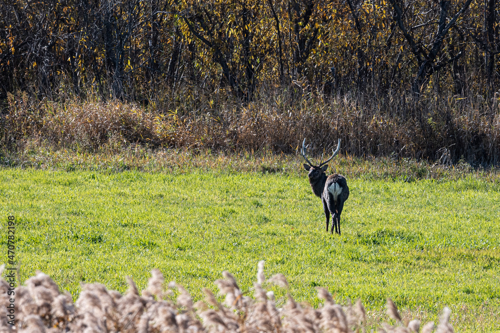 Fototapeta premium deer