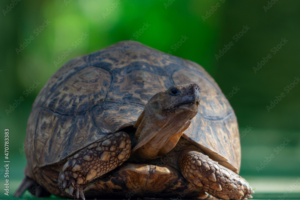 Obraz premium Wild african life. Close up of a cute turtle on a sunny day.