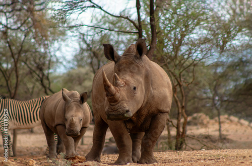 Wild african animals. Two  white Rhinos grazing in Etosha National park, Namibia.