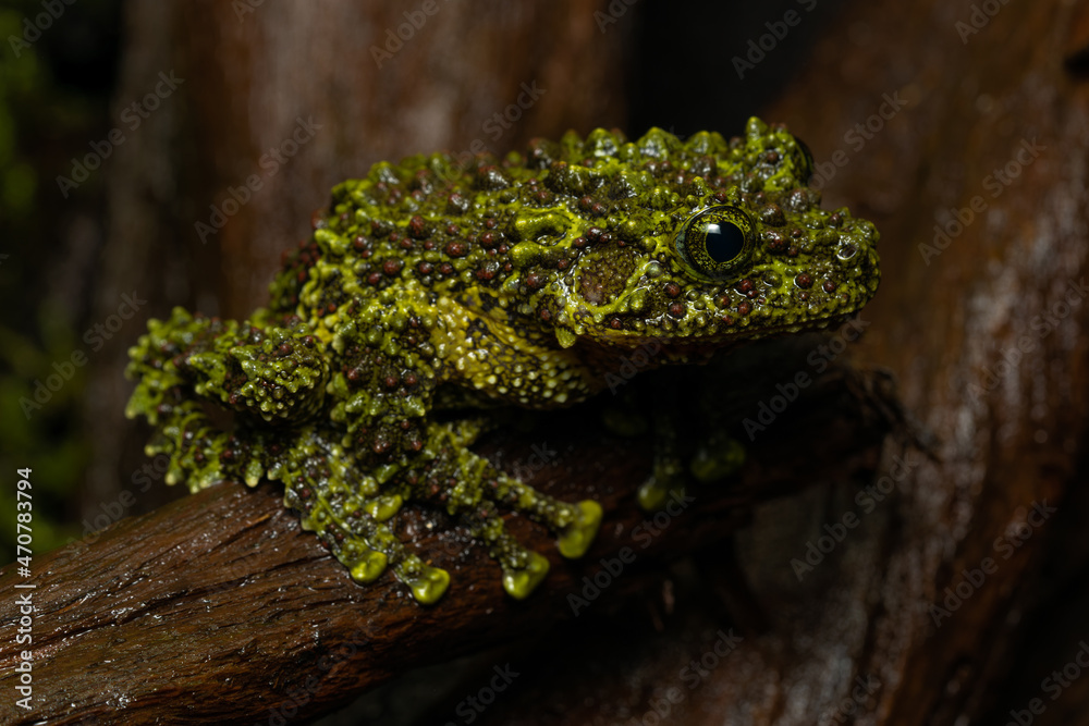Vietnamese mossy frog sitting on a log Vietnamese mossy frog sitting on a log