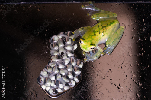 Glass frog guarding a clutch of eggs photo