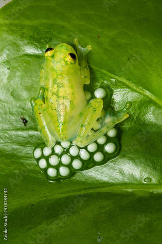 Glass frog guarding a clutch of eggs on a leaf
