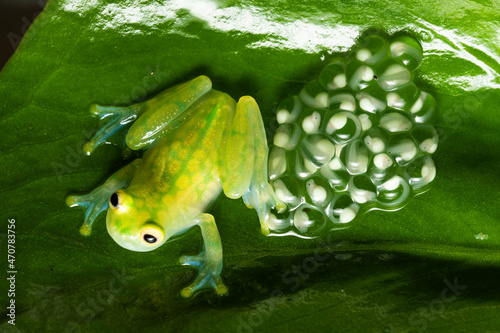 Glass frog guarding a clutch of eggs on a leaf 