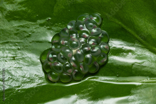 Glass frog egg clutch on a leaf