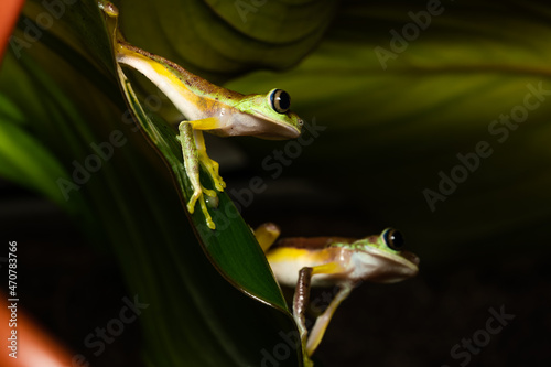 Two Lemur leaf frogs on a plant photo