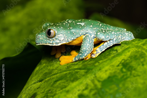 Fringed leaf frog on a plant