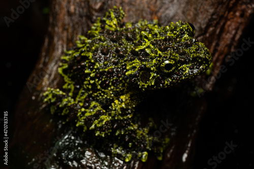 Vietnamese mossy frog sitting on a log