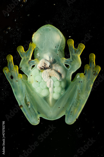 Underside of a glass frog with eggs