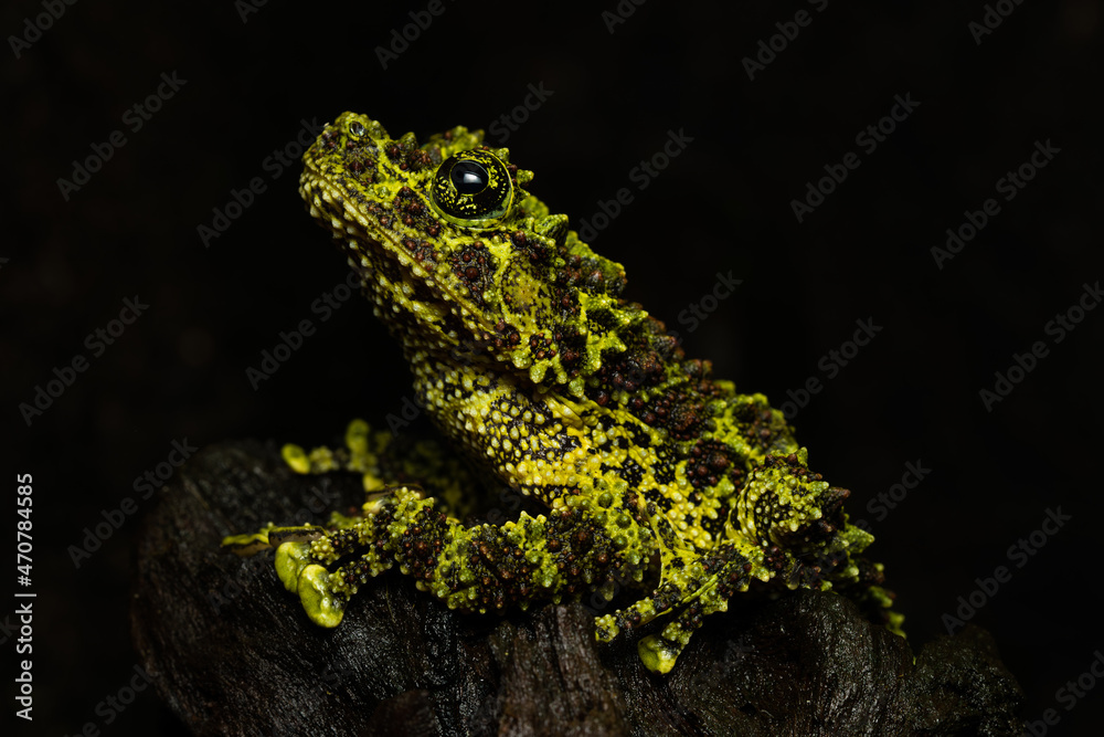 Vietnamese mossy frog sitting on a log Vietnamese mossy frog sitting on a log