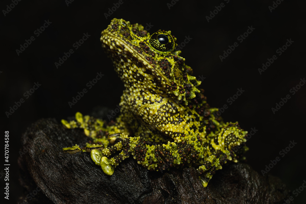 Vietnamese mossy frog sitting on a log Vietnamese mossy frog sitting on a log
