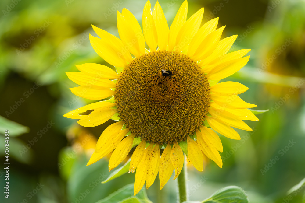 Obraz premium Sunflower with bumblebees on it