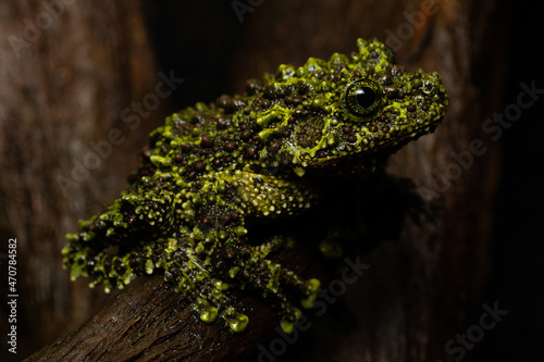 Vietnamese mossy frog sitting on a log