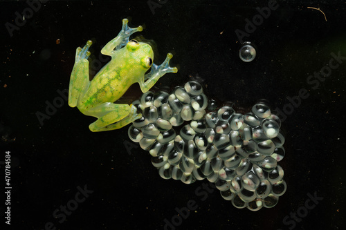 Glass frog guarding a clutch of eggs photo