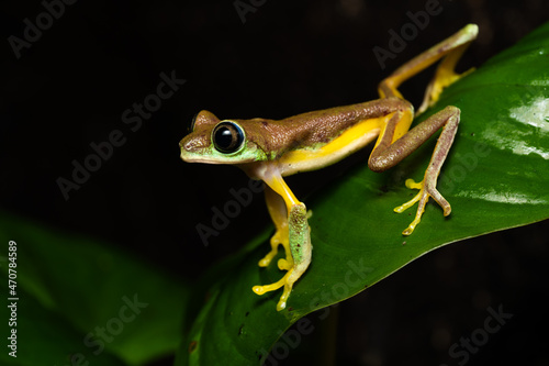 Lemur leaf frog on a plant photo