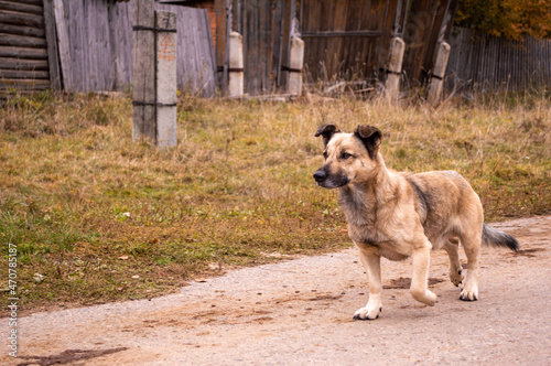 dog