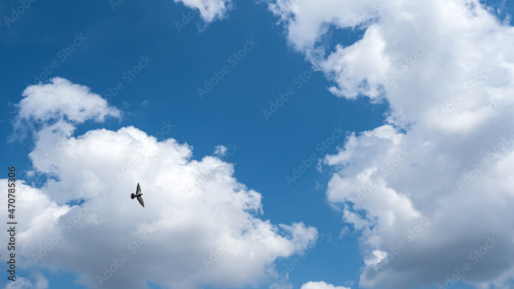 bird flying in front of cloudy sky background bird flying in front of cloudy sky background