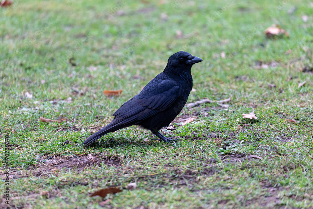 Fototapeta premium Crow walking in a park