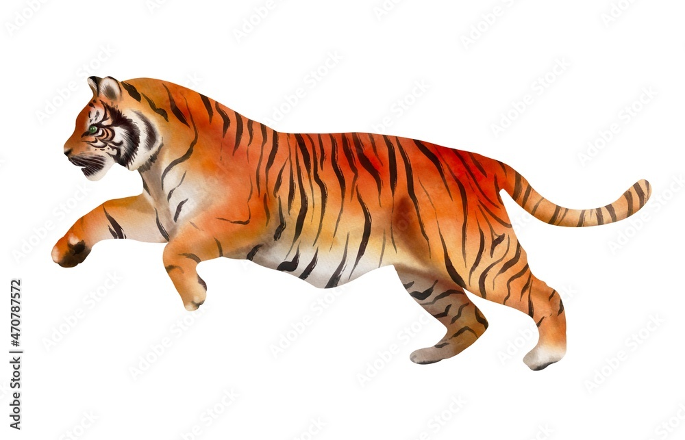 Realistic tiger isolated on white. Watercolor animal illustration