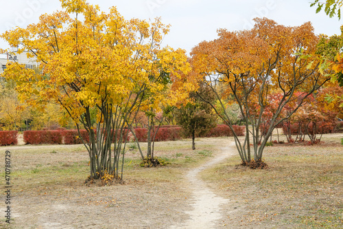 Different autumn trees in c...