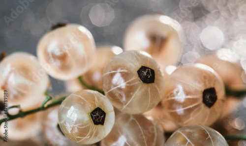 closeup of white currant berries. ripe currant berries in the garden. berries on a silver background