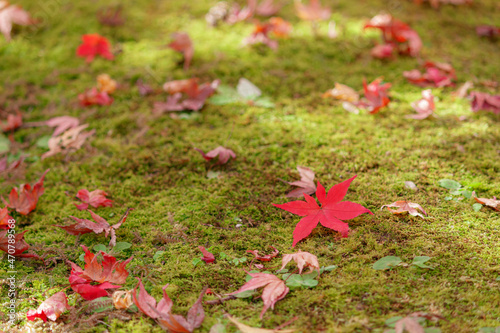 苔に落ちた赤いもみじ