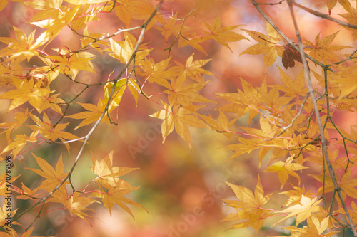 輝く黄色いもみじ