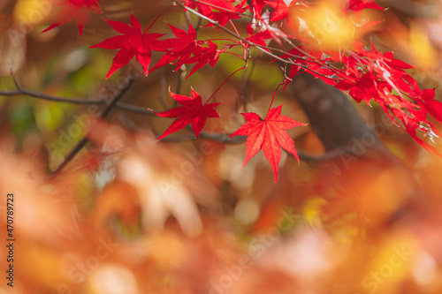 真っ赤なもみじ