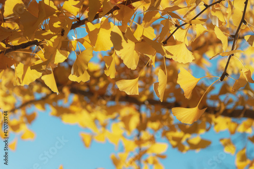 イチョウの木の下で