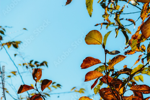 色づく葉と青空