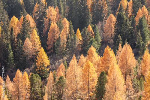 yellow larches and green pine trees at fall in the woods