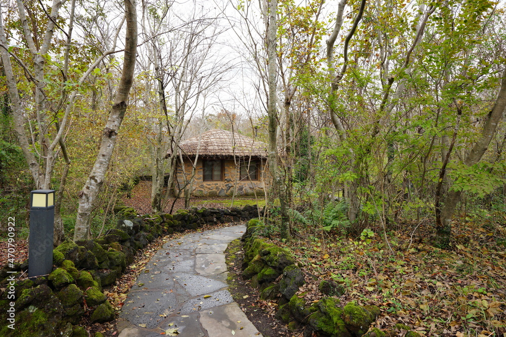 hut in a deep forest hut in a deep forest
