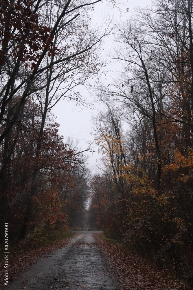 path in the woods, road through the forest autumn, november, rain, fog