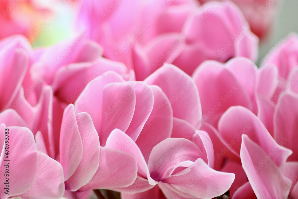 Obraz premium ピンクのシクラメンの花