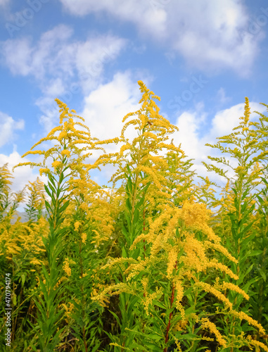 solidago canadensis and sky