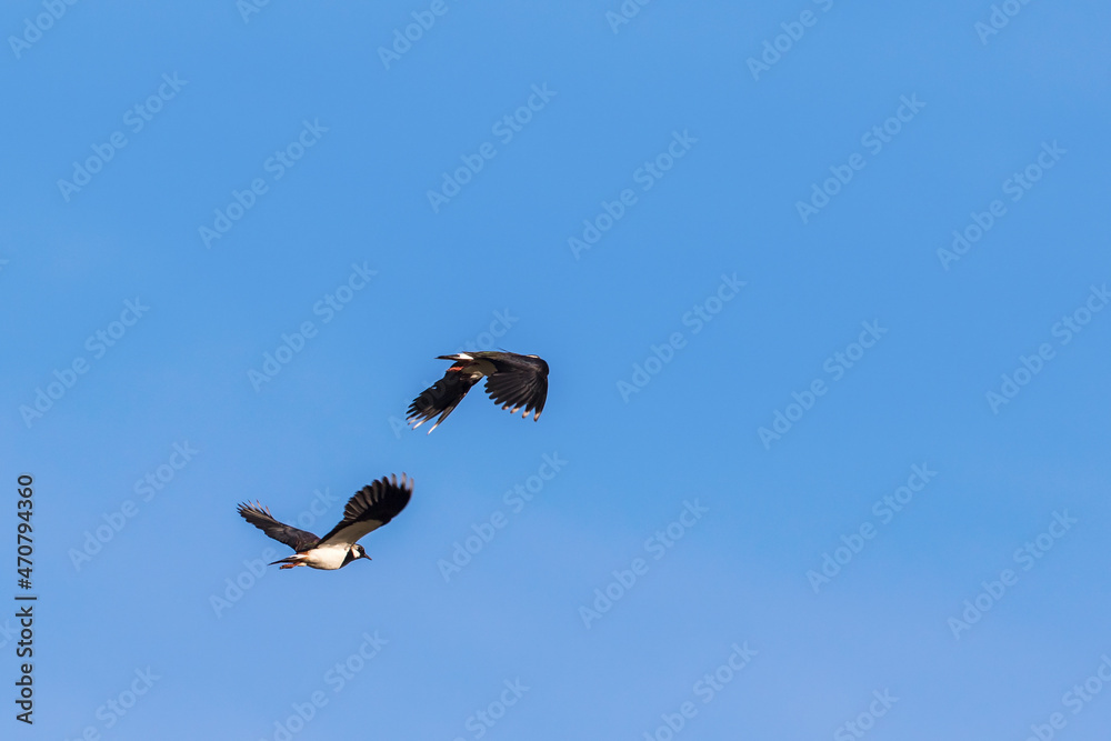 Northern lapwing flying in the sky Northern lapwing flying in the sky
