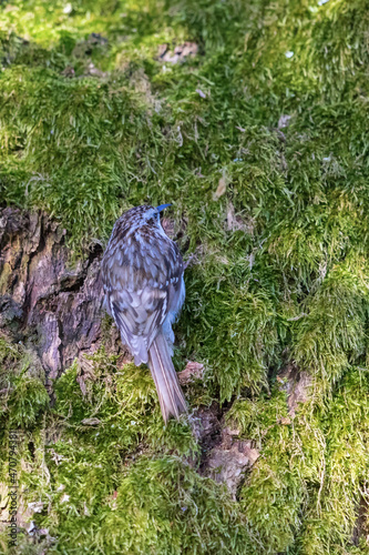 Eurasian Treecreeper on a tree trunk