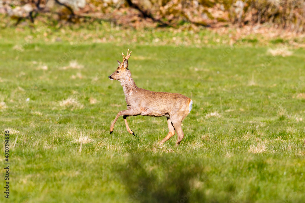 Jumping Roebuck on a grass meadow Jumping Roebuck on a grass meadow
