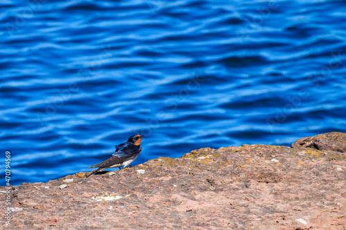 Barn swallow at a lake © Lars Johansson